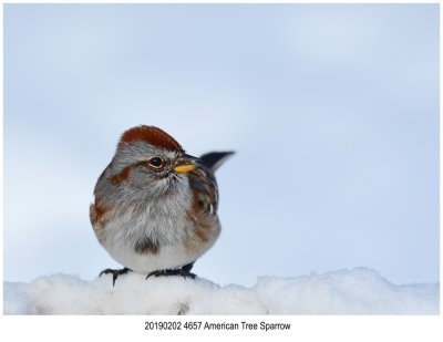 4657 American Tree Sparrow.jpg