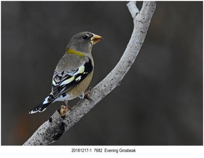 7682 Evening Grosbeak.jpg