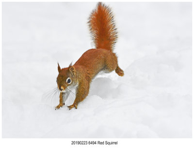 6494 SERIES - Red Squirrel .jpg