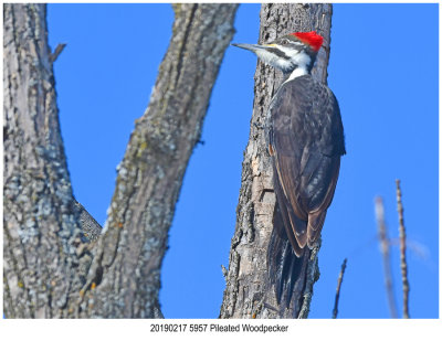 5957 Pileated Woodpecker.jpg