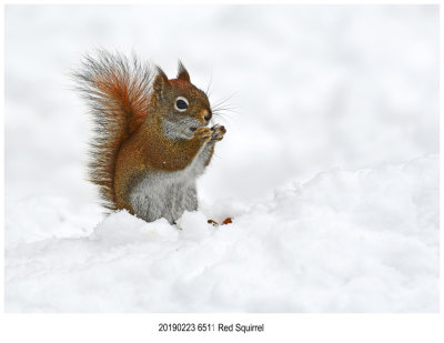 6511 Red Squirrel.jpg