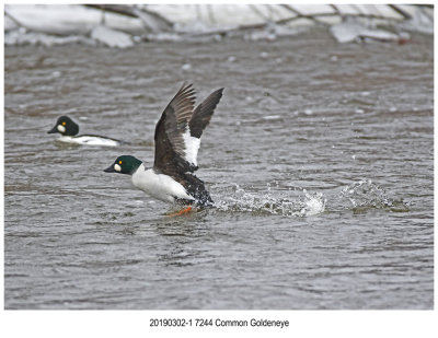 7244 Common Goldeneye.jpg