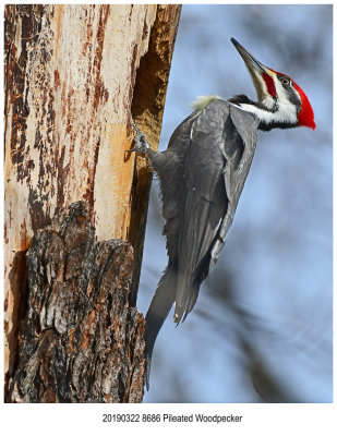 8686 Pileated Woodpecker.jpg