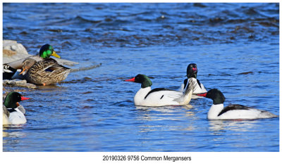 9756 Common Merganser.jpg