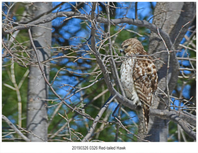 0326 Redtailed Hawk.jpg