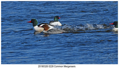 0228 Common Merganser.jpg