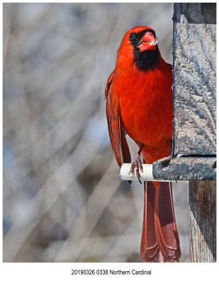 0338 Northern Cardinal.jpg
