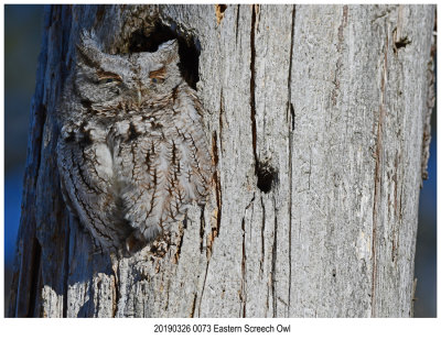 0073 Eastern Screech Owl.jpg