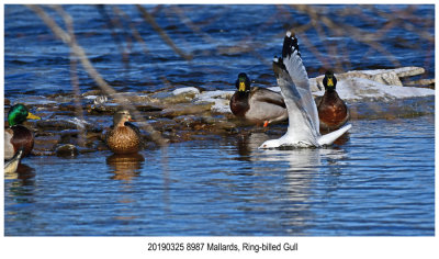 8987 Mallards Ringbilled Gull.jpg