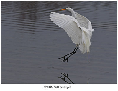 1789 Great Egret r1.jpg