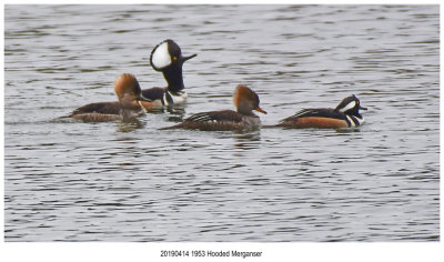 1953 Hooded Merganser.jpg