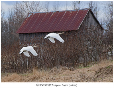 2930 stained Trumpeter Swans.jpg