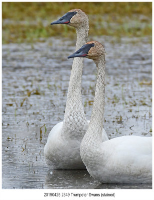 2849 Trumpeter Swans (stained).jpg