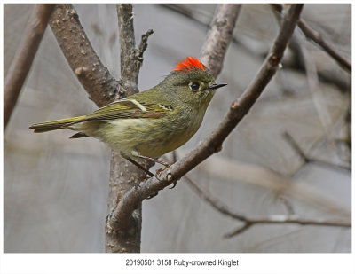 3158 Rubycrowned Kinglet.jpg