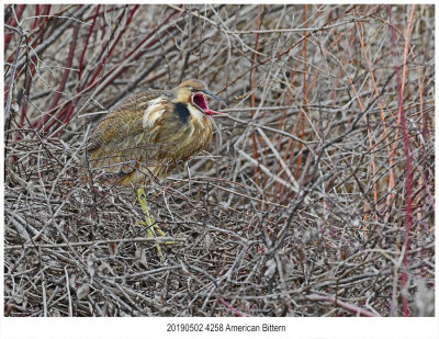 4258 American Bittern.jpg