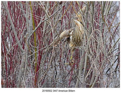 3447 American Bittern.jpg