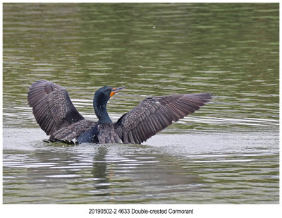 4633 Double-crested Cormorant.jpg