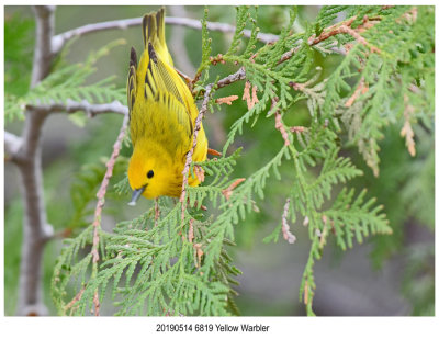 6819 Yellow Warbler.jpg