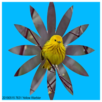 7631 Yellow Warbler.jpg