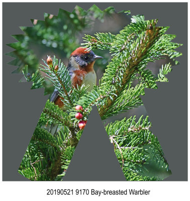 9170 Bay-breasted Warbler.jpg