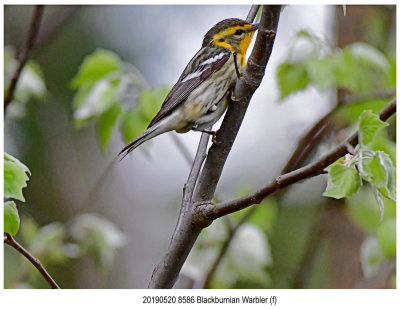 8586 SERIES -  Blackburnian Warbler (f).jpg