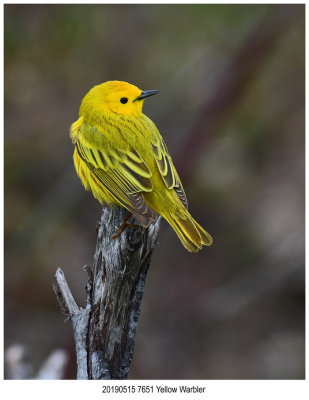 7651 Yellow Warbler.jpg