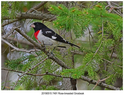 7491 SERIES - Rose-breasted Grosbeak.jpg