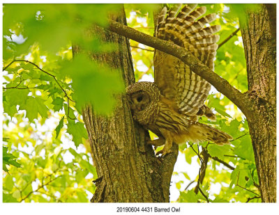 4431 Barred Owl.jpg