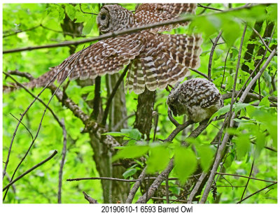 6593 Barred Owl r1.jpg