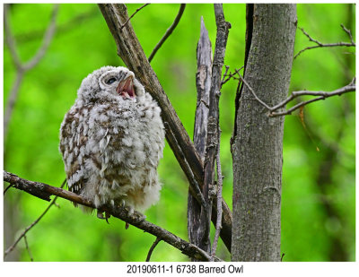 6738 Barred Owl.jpg