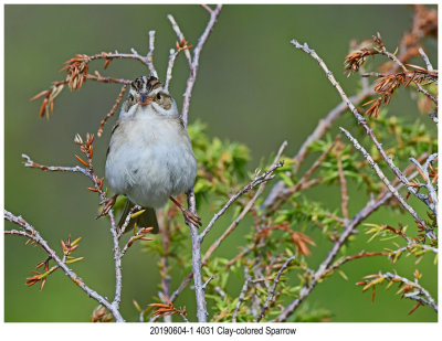 4031 Clay-colored Sparrow.jpg