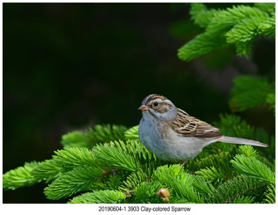 3903 Clay-colored Sparrow.jpg