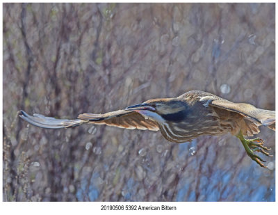 5392 American Bittern.jpg