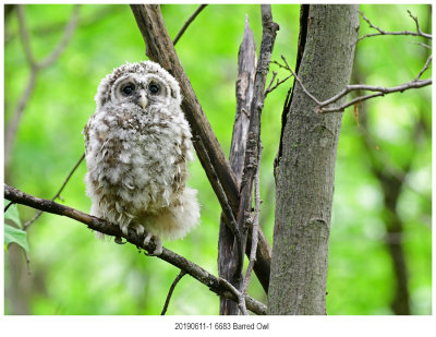 6683 Barred Owl.jpg