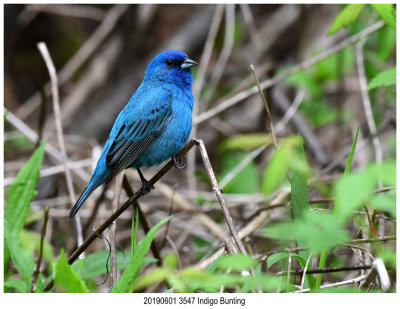 20190601 3547 Indigo Bunting.jpg