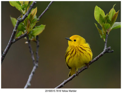 20190515 7618 Yellow Warbler.jpg