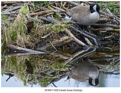 20190517 8330 Canada Goose and  Goslings.jpg