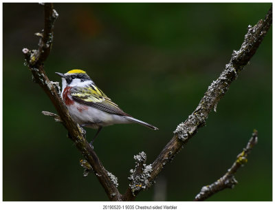 20190520-1 9035 Chestnut-sided Warbler2.jpg