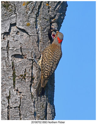 20190702 8563 Northern Flicker.jpg