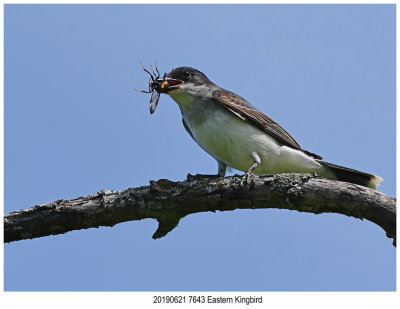 20190621 7643 Eastern Kingbird.jpg