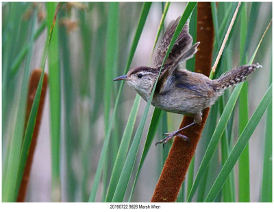 20190722 9826 Marsh Wren.jpg