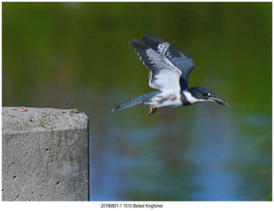 201908011 1510 Belted Kingfisher.jpg