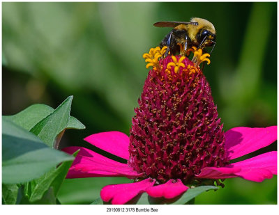 20190812 3178 Bumble Bee.jpg