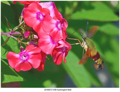 20190813 3198 Hummingbird Moth.jpg