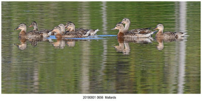 20190801 0656 Mallards.jpg