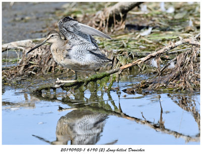 201909031 6190 2 Longbilled Dowicher.jpg