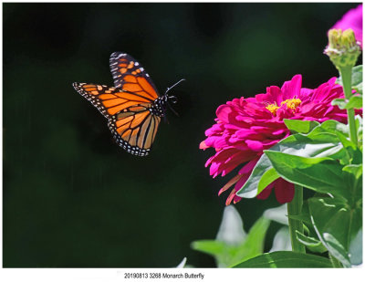 20190813 3268 Monarch Butterfly r1.jpg