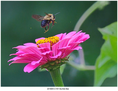 20190812 3191 Bumble Bee.jpg