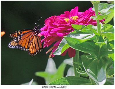 20190813 3267 Monarch Butterfly.jpg