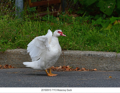 20190913 7113 Muscovy Duck.jpg